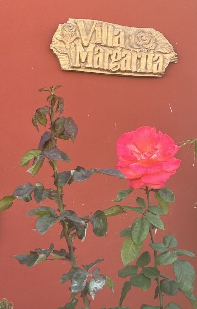 Una rosa rosada está delante de un cartel que dice villa margarita