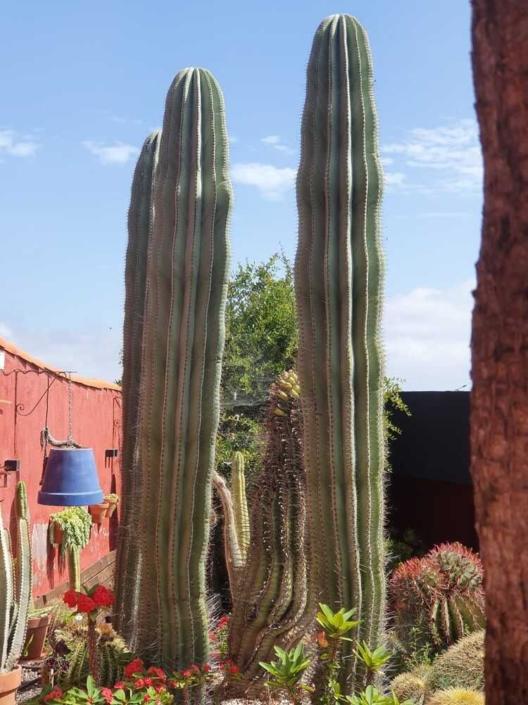 Un grupo de plantas de cactus altas en un jardín.