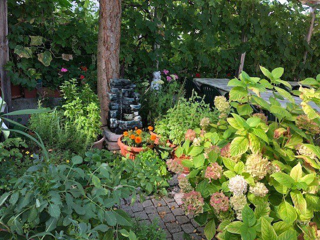 Pflanzen auf Terrasse