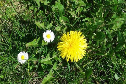 Im Gras wachsen ein Löwenzahn und zwei Gänseblümchen.