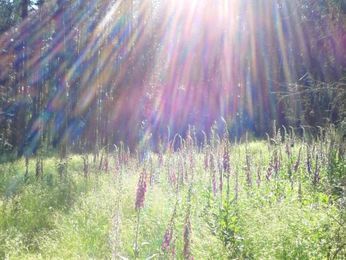 Die Sonne scheint durch die Bäume auf einem Feld mit hohem Gras.