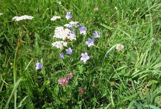 Im Gras wächst ein Strauß Blumen.