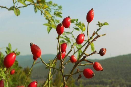 Auf einem Ast wächst ein Haufen roter Beeren.
