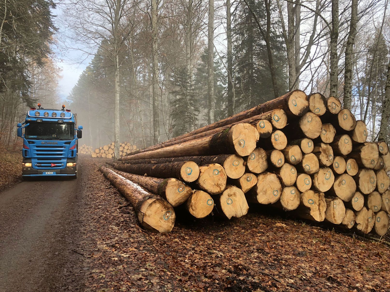 Transport et vente de bois suisse dans le Jura - Jaquet Transport et Commerce de Bois