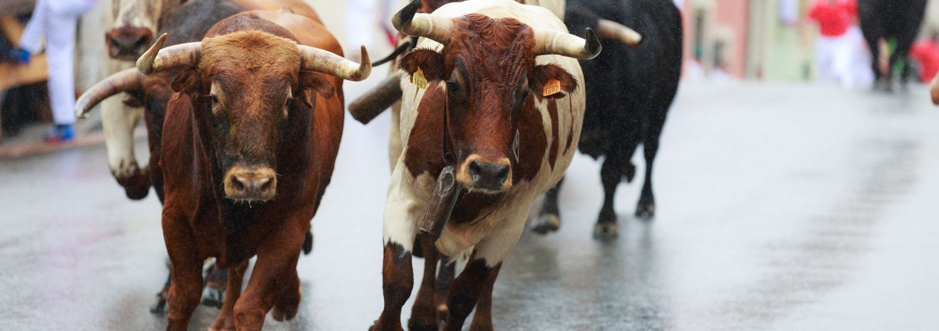 Des taureaux qui courent