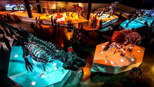 Dinosaur exhibit at Houston Museum of Natural Science near our Houston vacation rentals.
