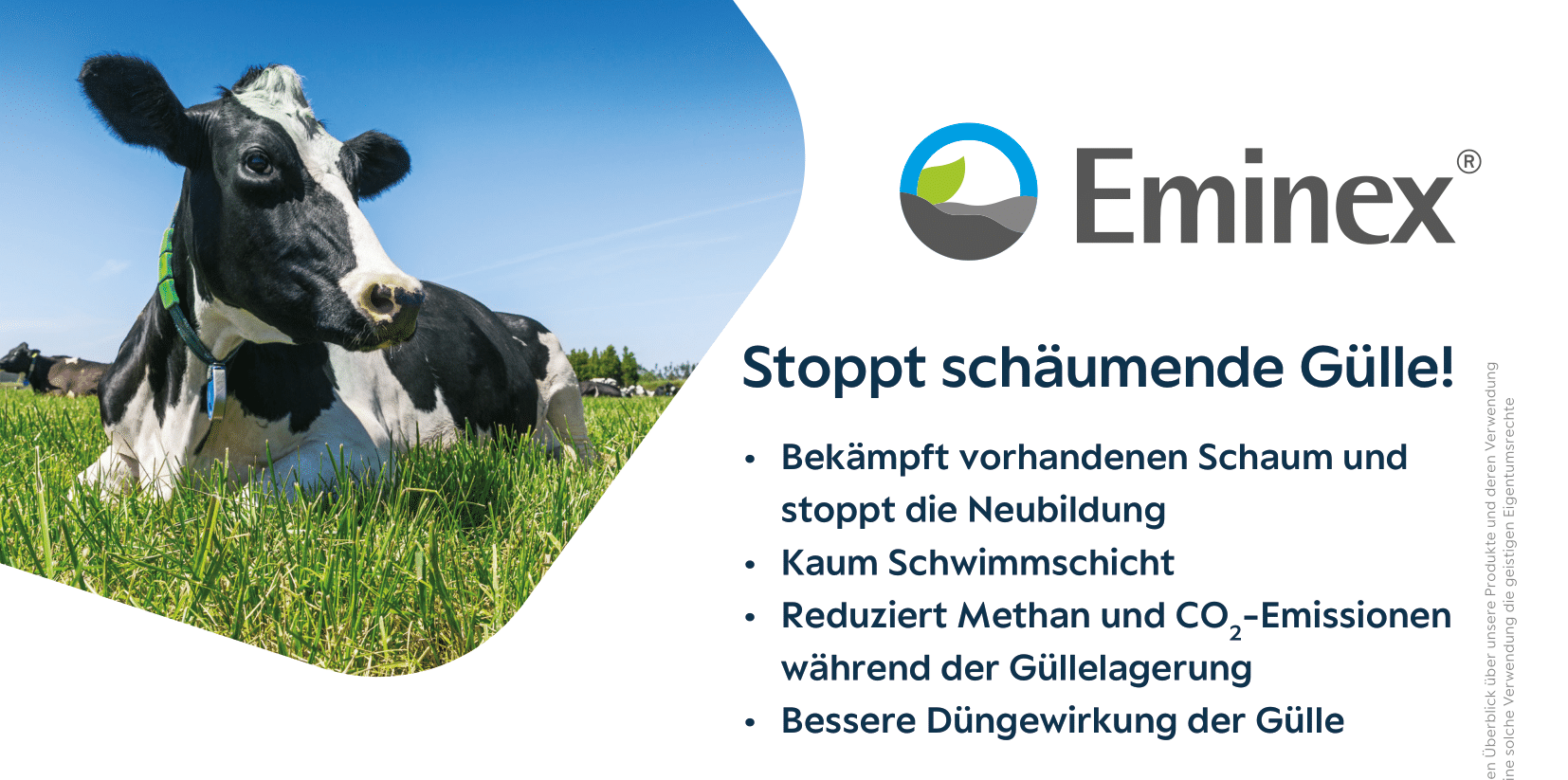 Eine schwarz-weiße Kuh liegt auf einer Wiese.