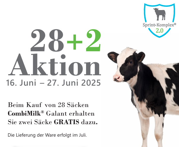 Eine schwarz-weiße Kuh liegt auf einer Wiese.