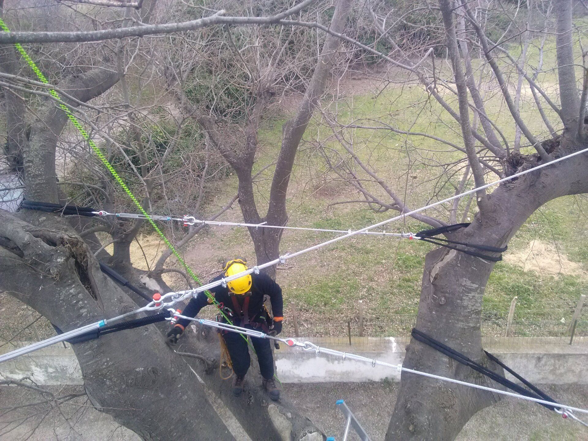 Travaux d'élagage d'arbres