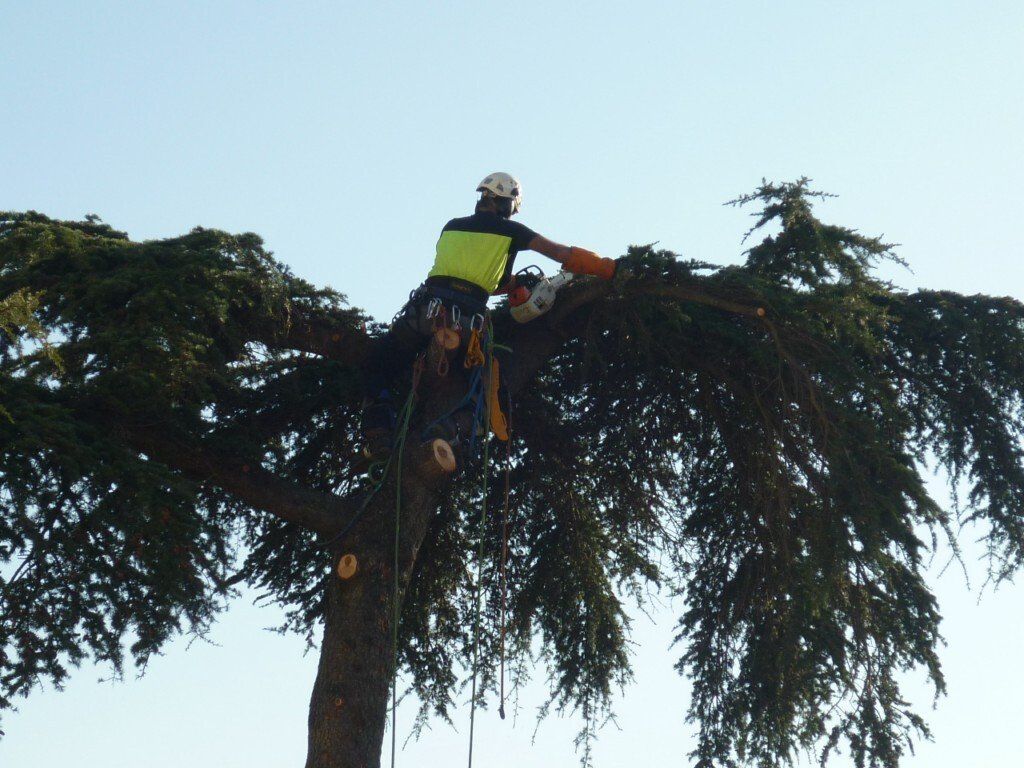 Taille d'arbre