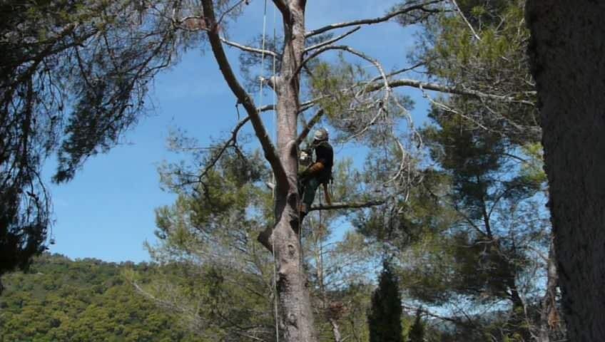Élagage d'arbres en hauteur