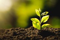 Una pequeña planta está creciendo fuera del suelo.