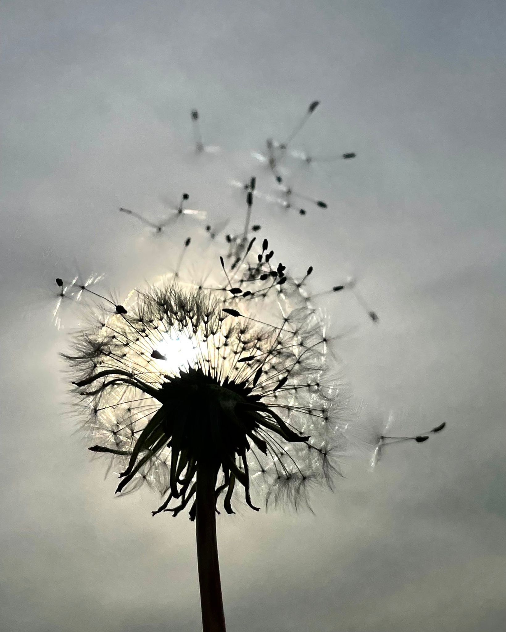 Eine verwehende Pusteblume im Abendlicht