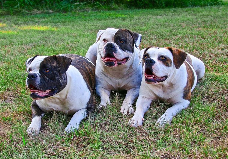 3  chiens  assis
