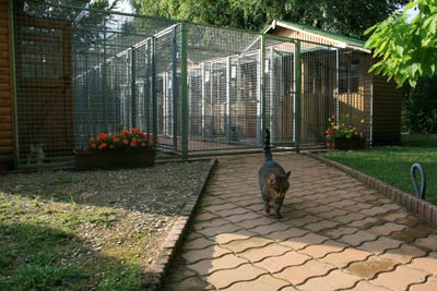 Un chat séloignant des box individuels