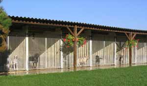 Pension pour chiens et chats : box individuels