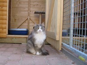 Un chat gris et blanc
