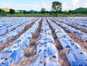 Déchets verts produits par les agriculteurs
