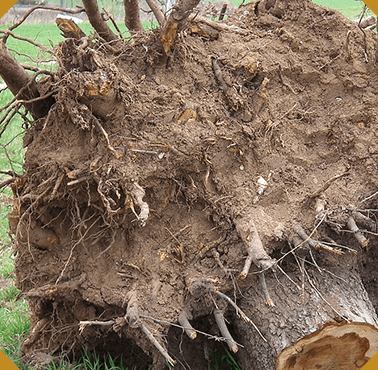 Récupération de souches d'arbres