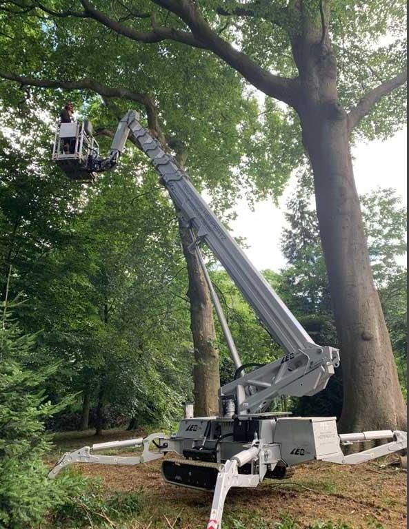 Ein Kran fällt im Wald einen Baum.