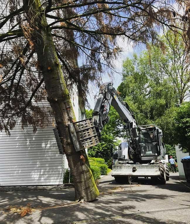Ein großer Bagger fällt einen Baum vor einem Gebäude.