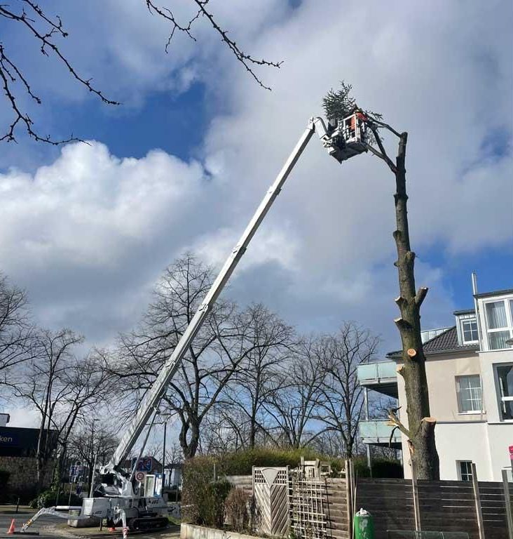Ein Mann fällt mit einem Kran einen Baum.