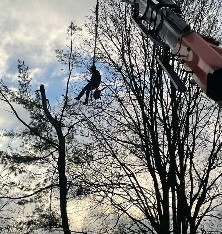 Ein Mann fällt mit einem Kran einen Baum.
