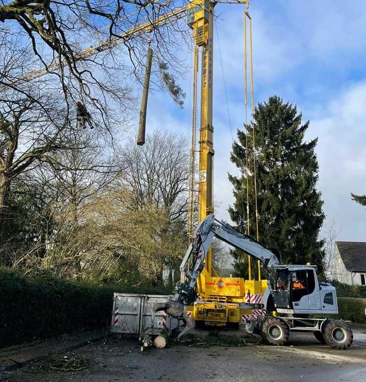 Ein großer gelber Kran wird zum Entfernen eines Baumes eingesetzt.
