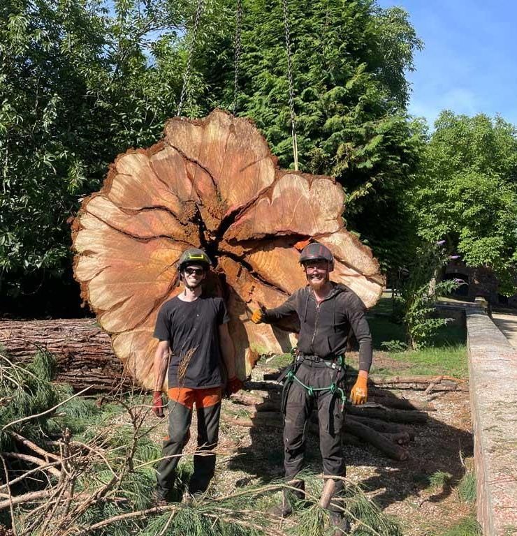 Zwei Männer stehen neben einem großen Baumstumpf.