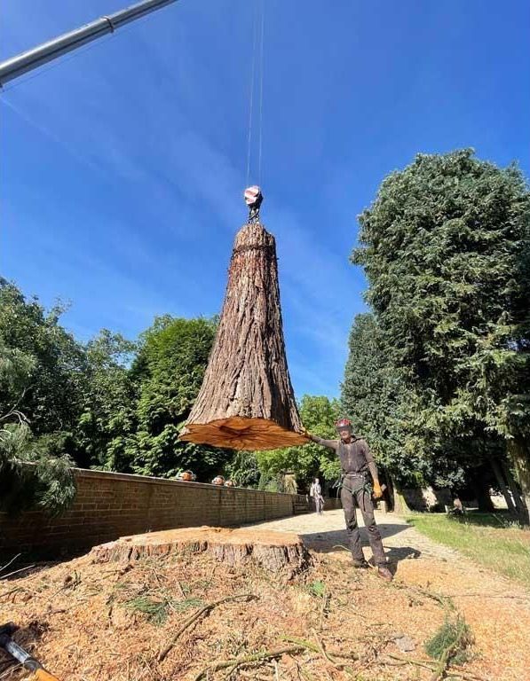 Ein großer Baumstumpf wird von einem Kran angehoben.