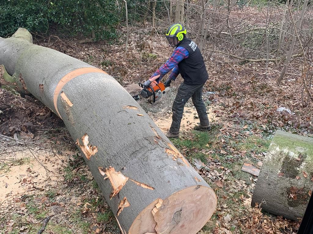 Ein Mann zersägt im Wald mit einer Kettensäge einen großen Baumstamm.