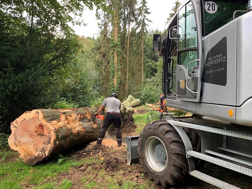Ein Mann schneidet in einem Wald mit einer Kettensäge einen großen Baumstamm.