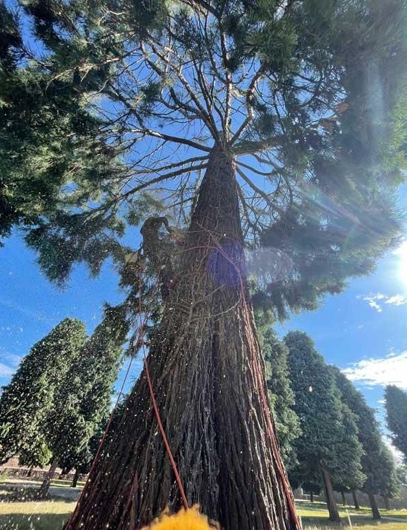 Eine Person steht unter einem großen Baum in einem Park.