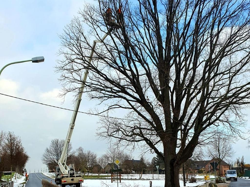 Ein Mann fällt mit einem Kran einen Baum.