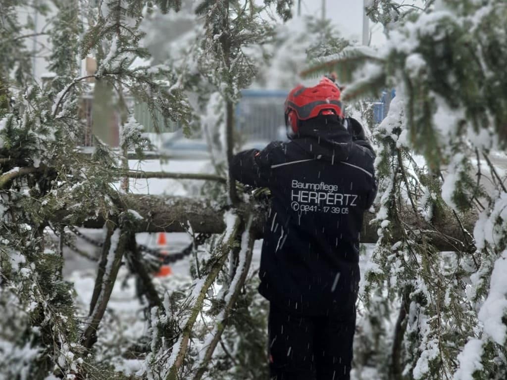 Ein Mann steht neben einem umgestürzten Baum im Schnee.
