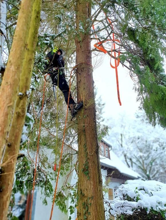 Ein Mann klettert auf einen Baum vor einem Haus.