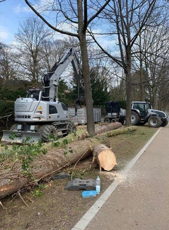 Eine Planierraupe fällt einen Baum neben einer Straße.