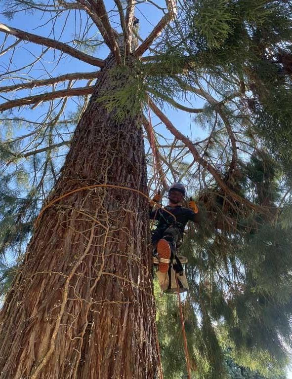 Ein Mann klettert mit einer Kettensäge auf einen Baum.