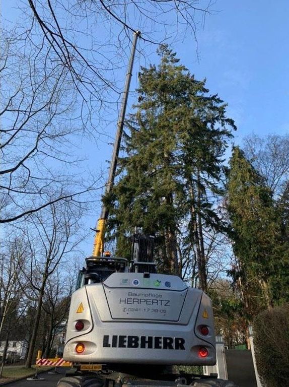 Ein Liebherr-LKW transportiert einen großen Baum.