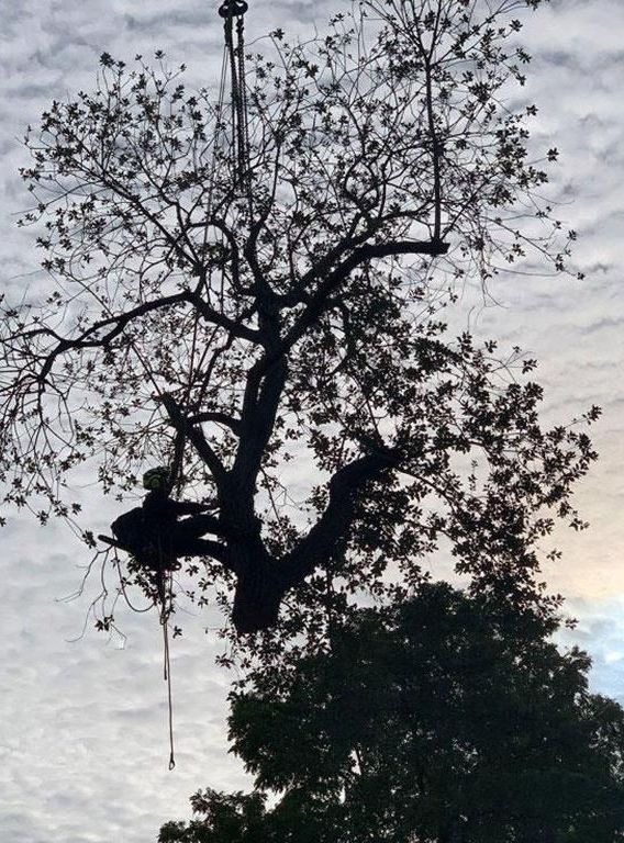 Eine Person klettert mit einem Seil auf einen Baum.