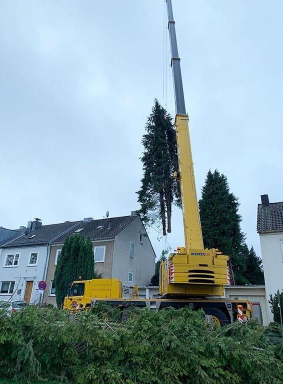 Ein gelber Kran hebt einen Baum in die Luft.