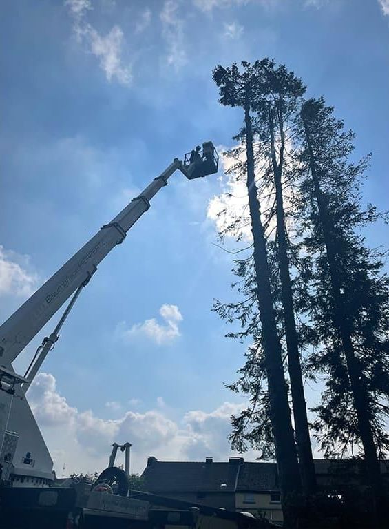 Ein Mann fällt mit einem Kran einen Baum.