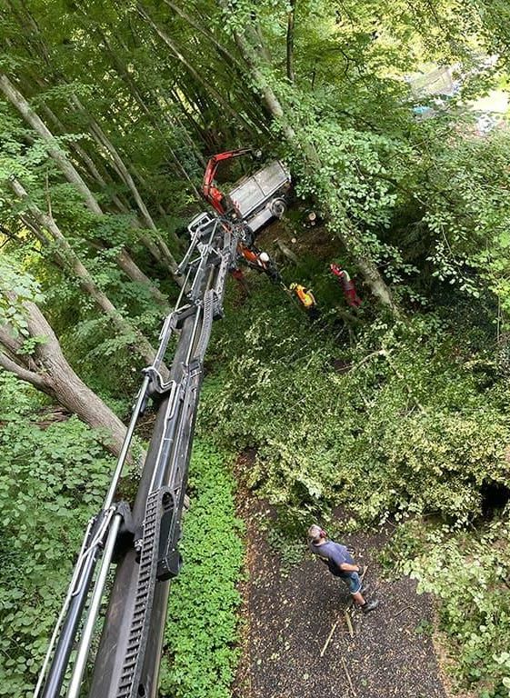 Ein Kran fällt im Wald einen Baum.