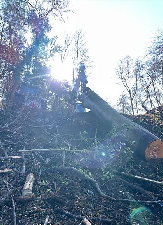 Ein großer Baumstamm liegt mitten in einem Wald.