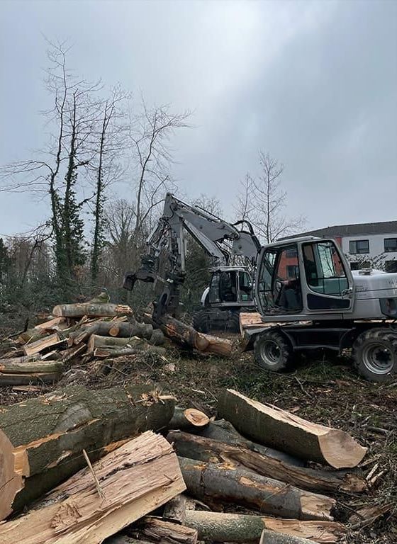 Eine Planierraupe fällt in einem Wald Bäume.