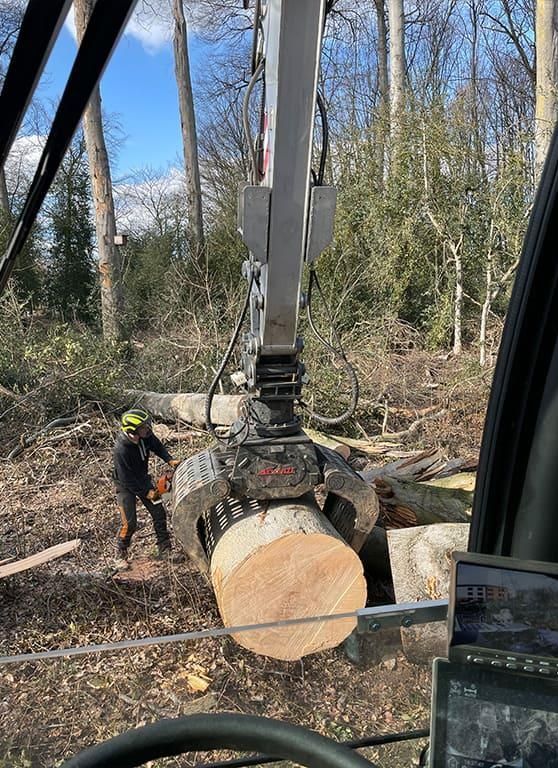 Ein Mann fällt im Wald mit einer Kettensäge einen Baum.