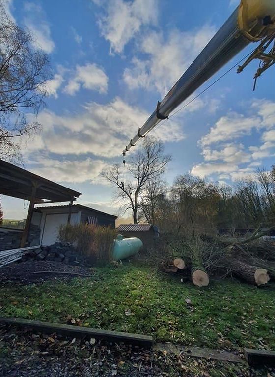 Ein Kran hebt in einem Hof ​​einen Baum an.
