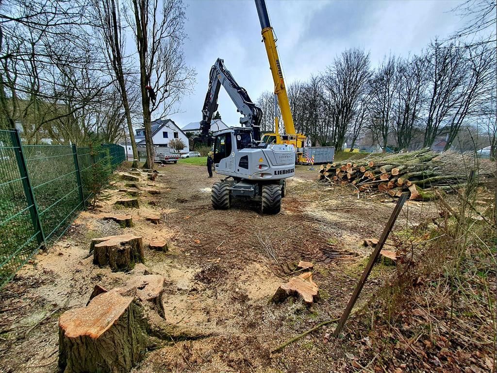 Ein großer Bagger fällt in einem Wald Bäume.