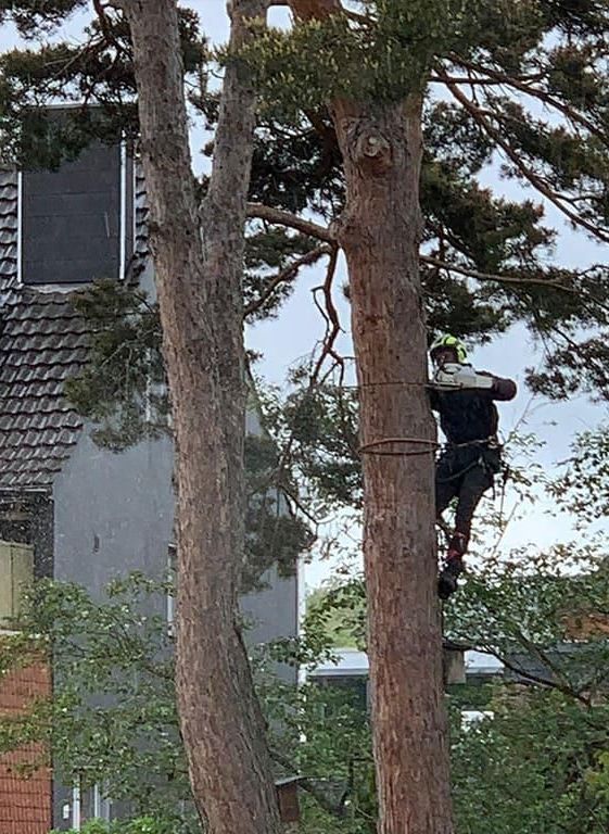 Ein Mann klettert auf einen Baum vor einem Gebäude.