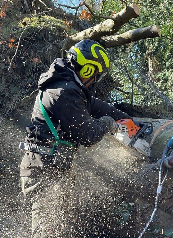 Ein Mann fällt mit einer Kettensäge einen Baum.